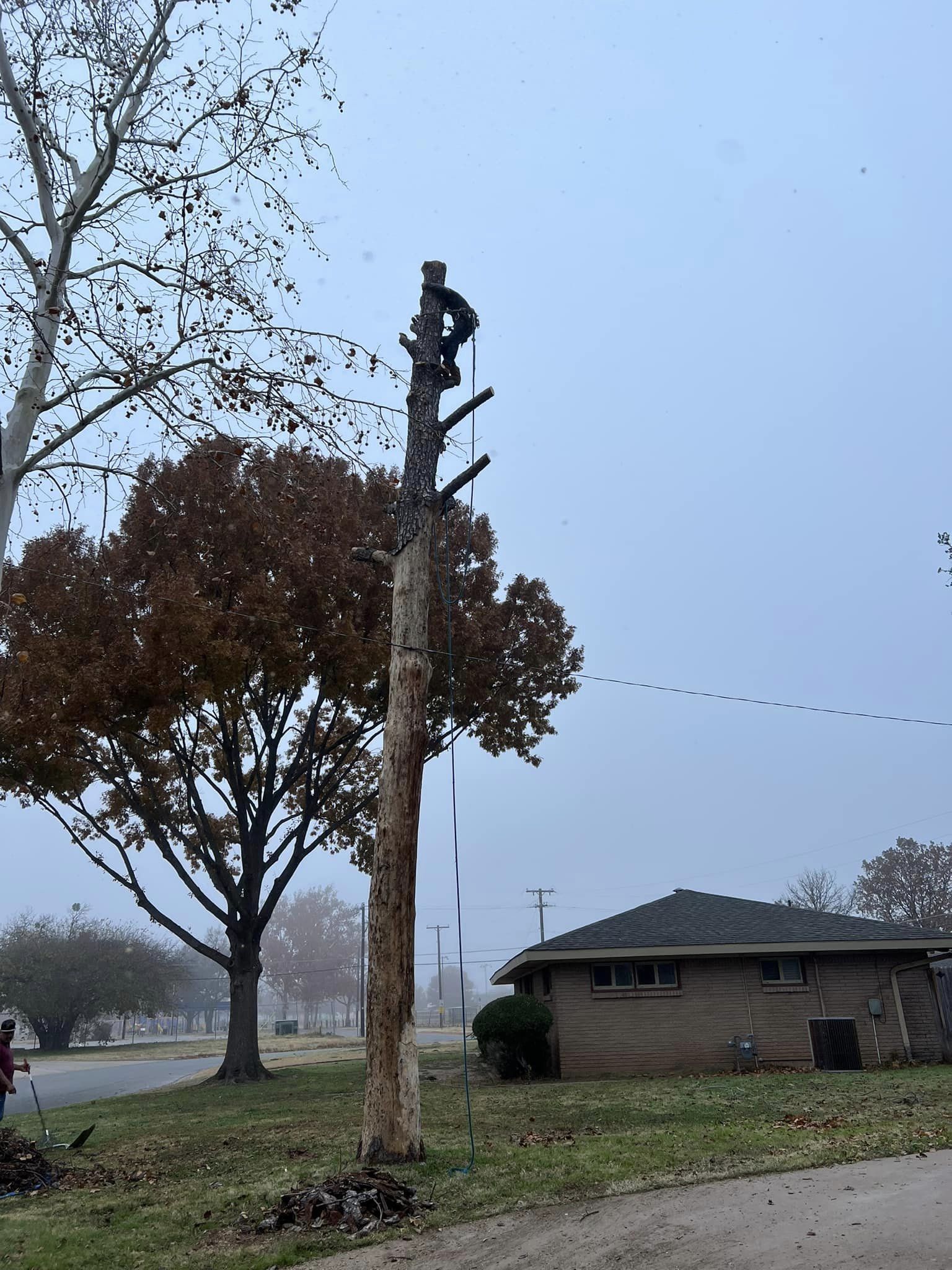 Tree Cutting